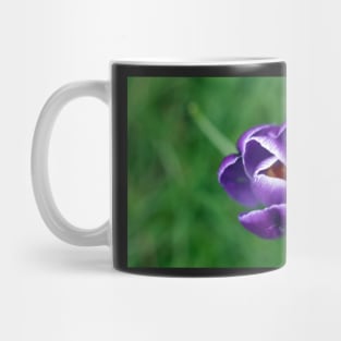 Single purple crocus Mug